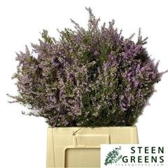 <h4>ERICA PER BOS</h4>