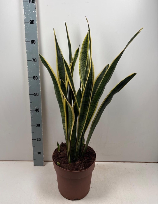 <h4>SANSEV LAURENTII</h4>