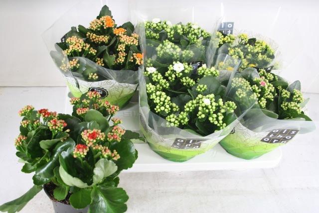 <h4>KAL GE GEM 5 KL</h4>