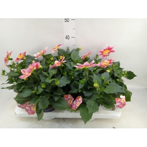 Dahlia  'Summerbees Red Bicolor'