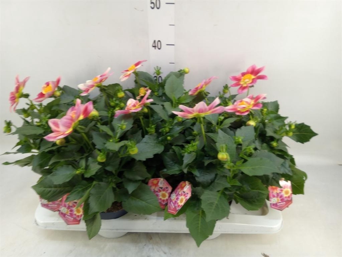 <h4>Dahlia  'Summerbees Red Bicolor'</h4>