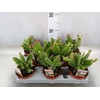 Opuntia