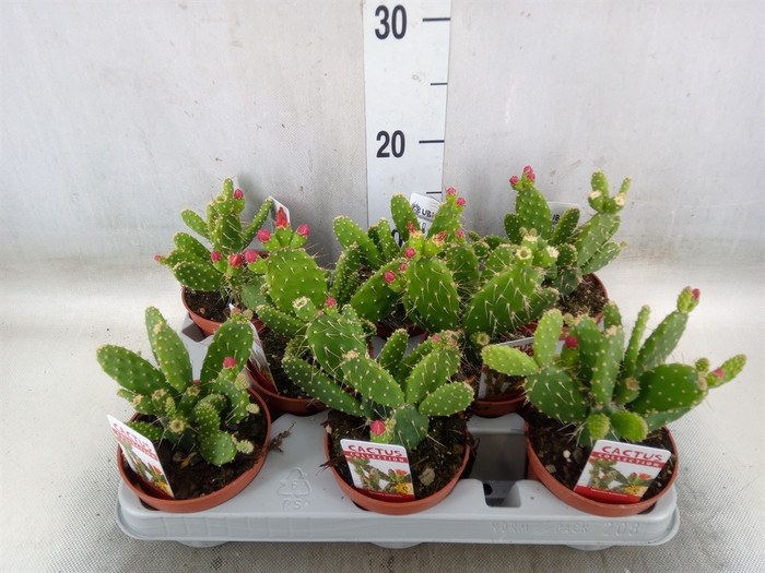Opuntia