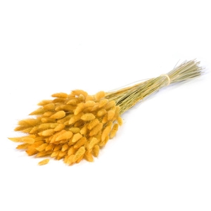 Lagurus Ovatus Yellow