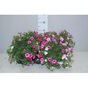 Calibrachoa Cabaret Mm Pink P Eye