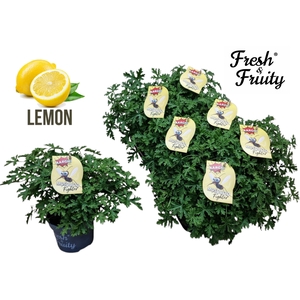 Pel. Fresh&Fruity® Mosquito Fighter