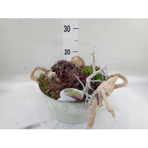 Arr.  Sempervivum L%