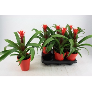 Guzmania Hope 13Ø 38cm
