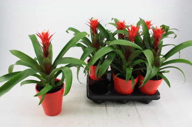 Guzmania Hope 13Ø 38cm