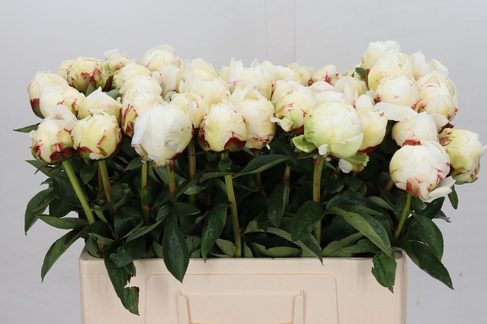 <h4>Paeonia Ivory Victory</h4>