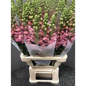 Antir Poto Cherry Pink