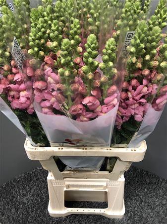 <h4>Antir Poto Cherry Pink</h4>