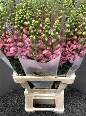 <h4>Antir Poto Cherry Rose</h4>