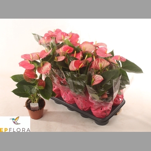 ANTHU AN ARISA PINK