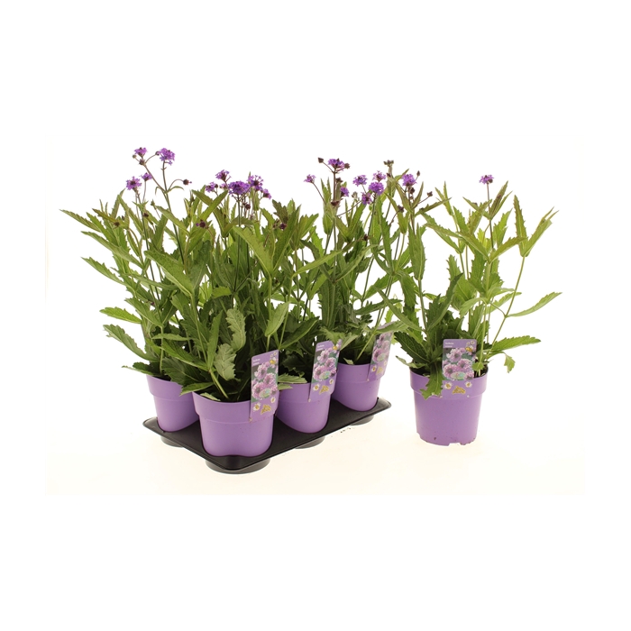 <h4>Verbena Venosa</h4>