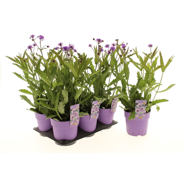 Verbena Venosa