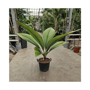 Johannesteijsmannia jasmaniana