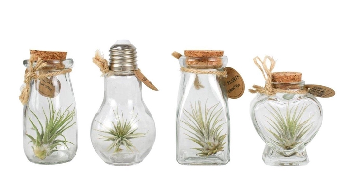 <h4>ARR TILLANDSIA</h4>