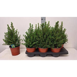 PICEA GL CONICA