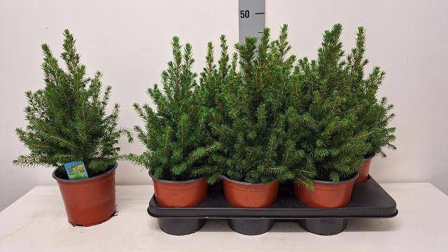 <h4>PICEA GL CONICA</h4>