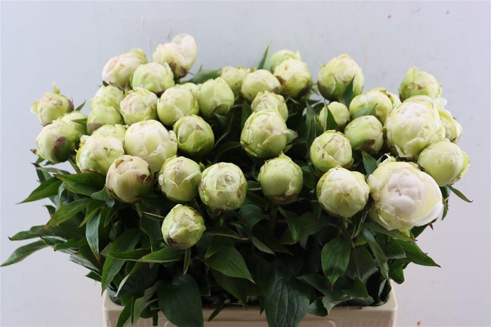 <h4>Paeo L Puffed Cotton</h4>