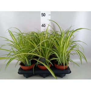 Chlorophytum com. 'Variegatum'