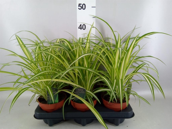 <h4>Chlorophytum com. 'Variegatum'</h4>