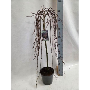 Salix caprea 'Kilmarnock'