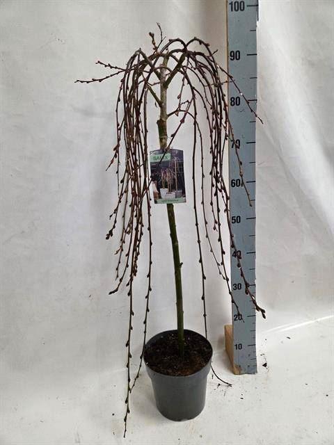 <h4>Salix caprea 'Kilmarnock'</h4>