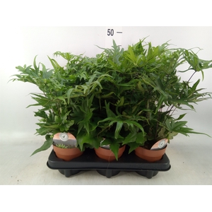 Doryopteris pedata