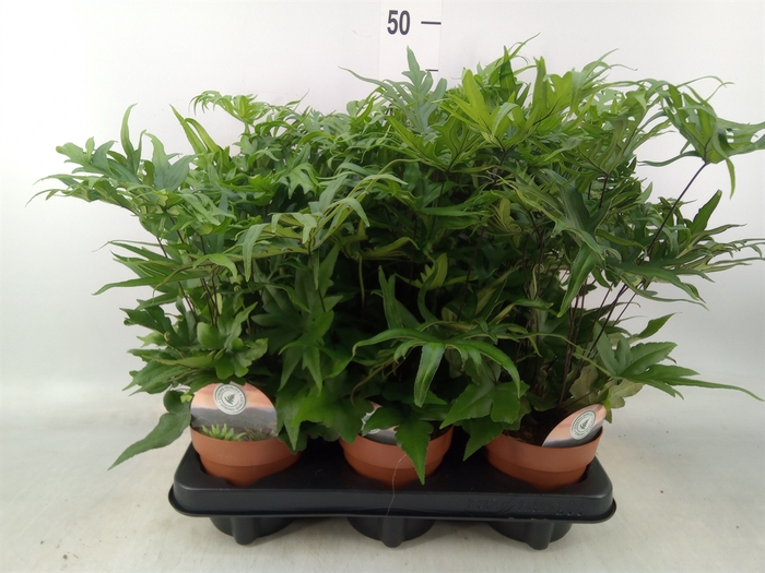 <h4>Doryopteris pedata</h4>