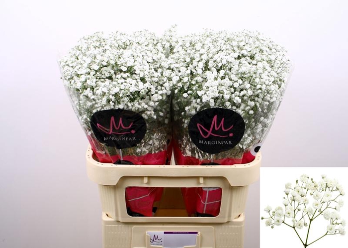 <h4>Gyps Pearl Grandtastic Marginpar</h4>