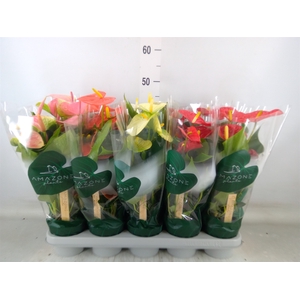 Anthurium   ...mix 4