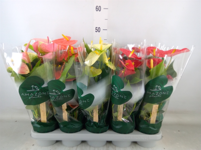 <h4>Anthurium   ...mix 4</h4>