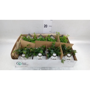 Arr. Kamerplant Groen L%