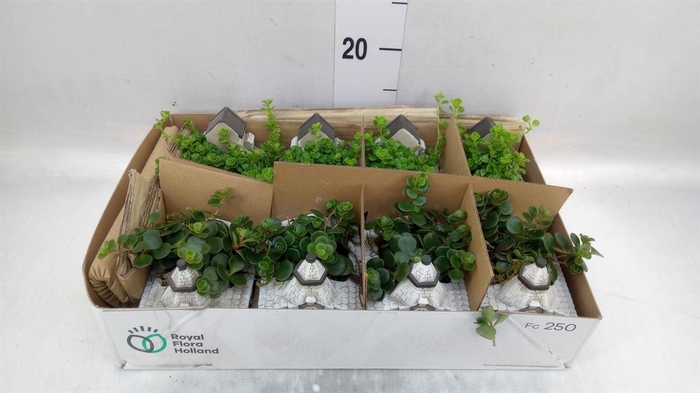 <h4>Arr.   Kamerplant Groen L%</h4>