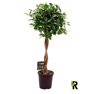 Ficus microcarpa 'Moclame'