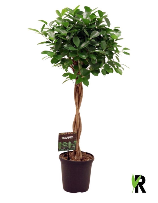 <h4>Ficus microcarpa 'Moclame'</h4>