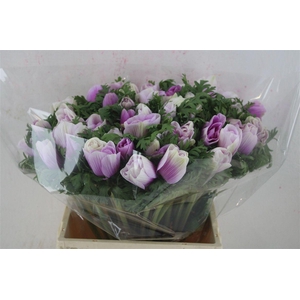 Anem Mistral Super White Lila