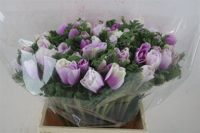 <h4>Anem Mistral Super White Lila</h4>