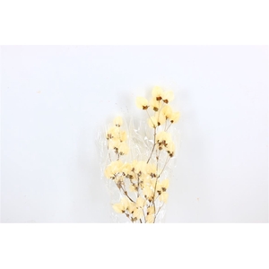 Dried Bougainvillea 55cm Bleached Bunch