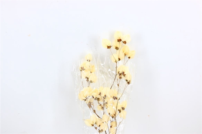 Dried Bougainvillea 55cm Bleached Bunch