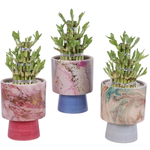 Lucky Bamboo Shape Round 3S Ø14cm Ceramic FB676