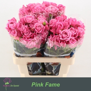 R tr Pink Fame
