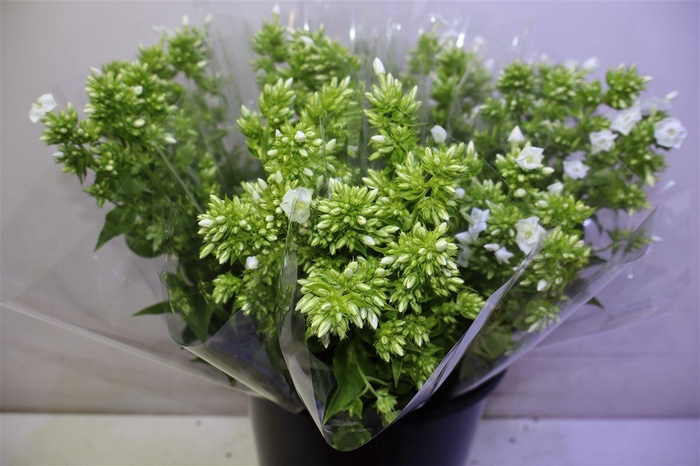 <h4>Phlox P Icecap X5</h4>