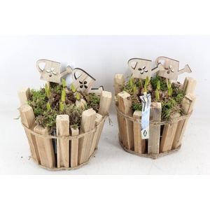 arr4 Muscari JS - Hout latjes pot 338/4