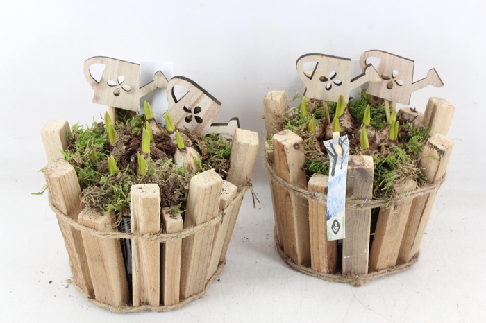 <h4>arr4 Muscari JS - Hout latjes pot 338/4</h4>