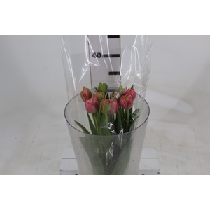 TULIPA VARIADO