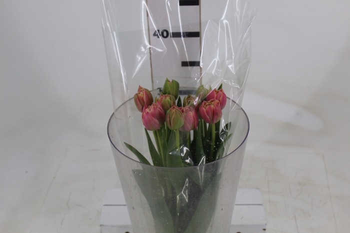 <h4>TULIPA VARIADO</h4>