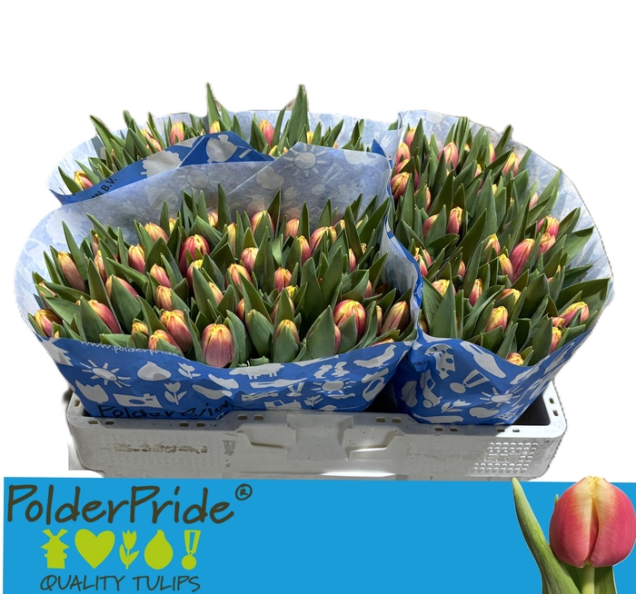 <h4>TU FR CRISPA LEEN</h4>